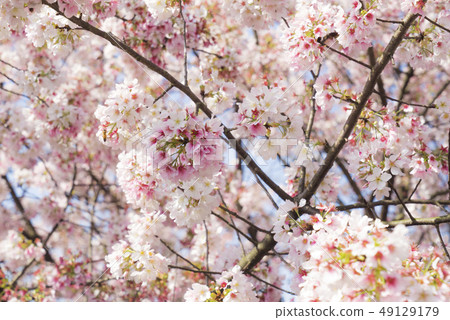 天元宮浪漫櫻花季 49129179