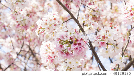 天元宮浪漫櫻花季 49129180