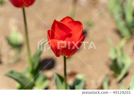 紅色鬱金香 紅色鬱金香 49129201