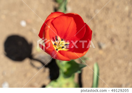 Red tulip Red tulip 49129205