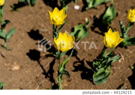 黃色鬱金香 49129215