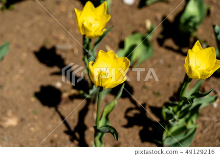 黃色鬱金香 49129216