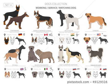 Working, service and watching dogs collection 49129316