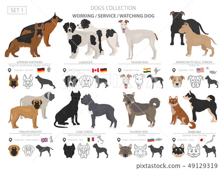 Working, service and watching dogs collection 49129319