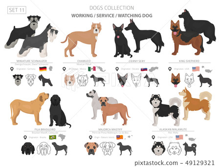 Working, service and watching dogs collection 49129321