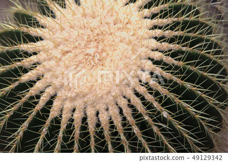 Thorny cactus 49129342