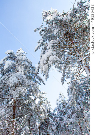 Winter snow-covered trees 49129438