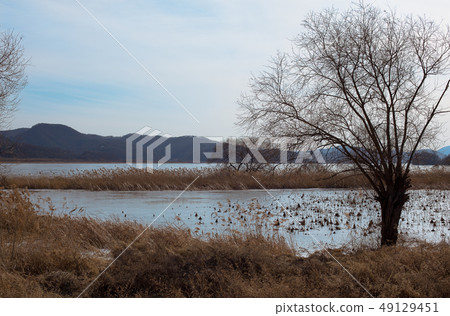 Winter river trees and reeds 49129451