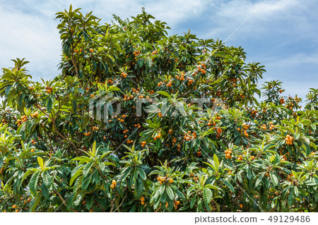 Biwa Tree Biwa Tree 49129486