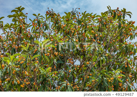Biwa Tree Biwa Tree 49129487