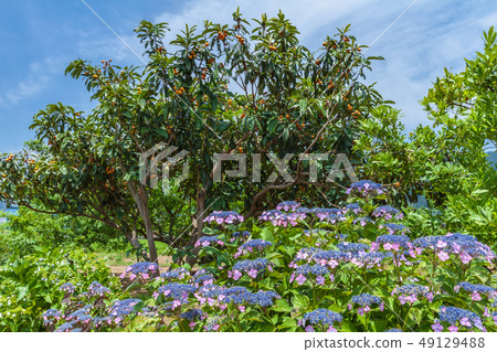 Biwa Tree and Hydrangea Biwa Tree and Hydrangea 49129488