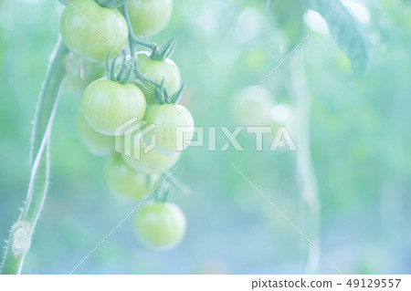 蕃茄 蕃茄 49129557