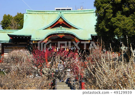 三月龜戶天神神社23白李子和梅花節 49129939
