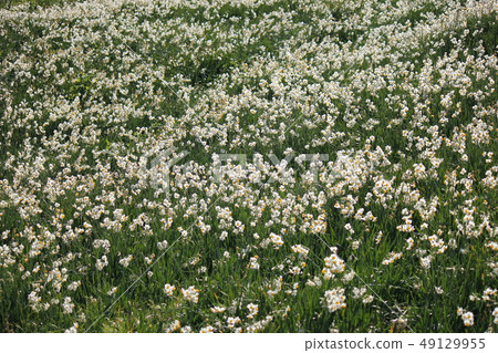 Narcissus Narcissus 49129955