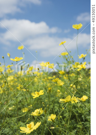 Cosmos field (Lemon Brant) Cosmos field (Lemon Brant) 49130051