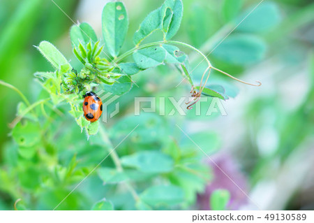 瓢蟲 49130589