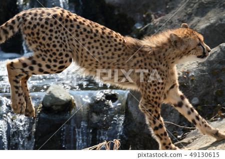 Cheetah Cheetah 49130615