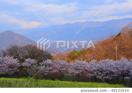 Ogikubo green flower / cherry blossom festival Ogikubo green flower / cherry blossom festival 49131014
