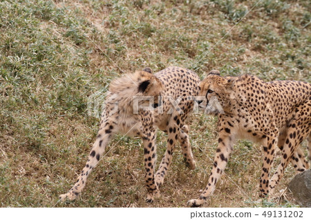 Cheetah Cheetah 49131202