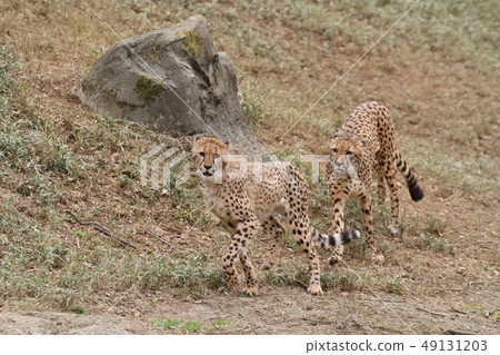 Cheetah Cheetah 49131203