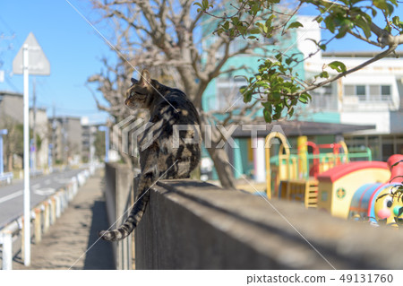 在籠子的Kijitra貓 49131760