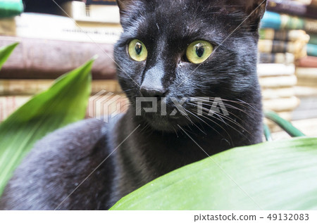 Books and cats Books and cats 49132083