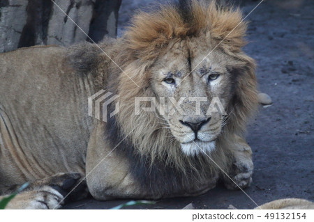 Lion's male Lion's male 49132154