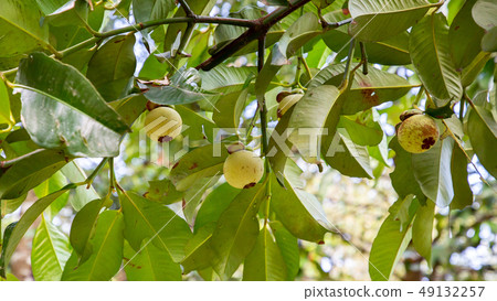 Mangosteen 4 49132257