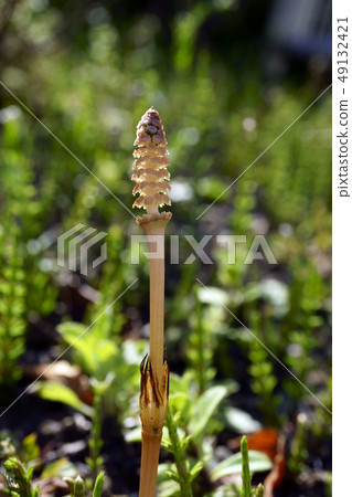 70448 Tsukushi 70448 Tsukushi 49132421