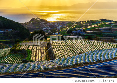Sunset from Minamikushiyama Tanahata Observation Deck [Unzen City, Nagasaki Prefecture] 49132475