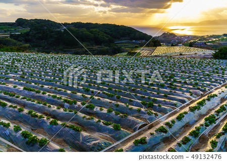 Sunset from Minamikushiyama Tanahata Observation Deck [Unzen City, Nagasaki Prefecture] 49132476