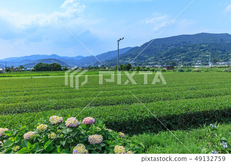 Hydrangeas and tea fields Kaiseicho 49132759