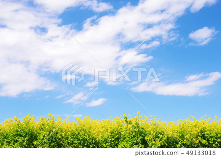 開花的強姦開花和藍天和白色雲彩 49133018