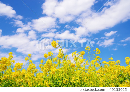 開花的強姦開花和藍天和白色雲彩 49133025