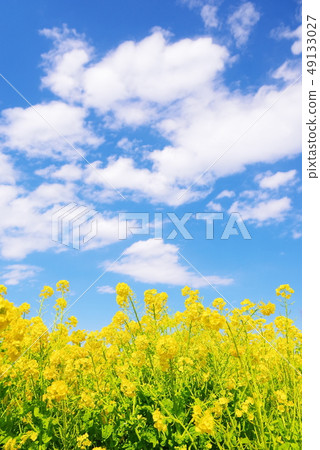 開花的強姦開花和藍天和白色雲彩 49133027
