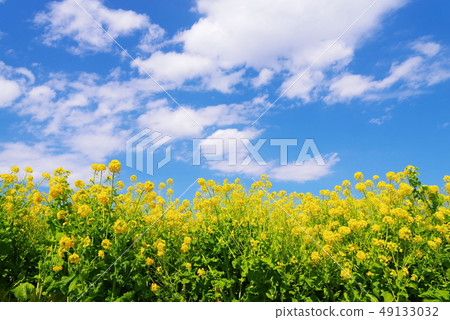 開花的強姦開花和藍天和白色雲彩 49133032