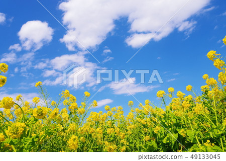 Blooming rape blossom and blue sky and white clouds Blooming rape blossom and blue sky and white clouds 49133045