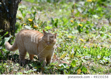 貓·流浪貓·茶虎·雪兒·男·陽光·可愛·三月·放鬆 49133158