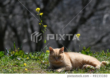 貓·流浪貓·茶虎·雪兒·男·陽光·可愛·三月·放鬆 49133160