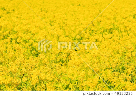 盛開的油菜花〉 盛開的油菜花〉 49133255