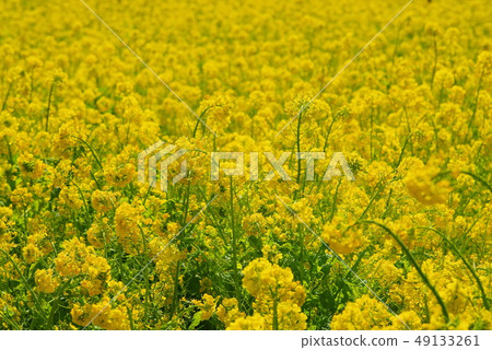 Canola flowers in full bloom Canola flowers in full bloom 49133261