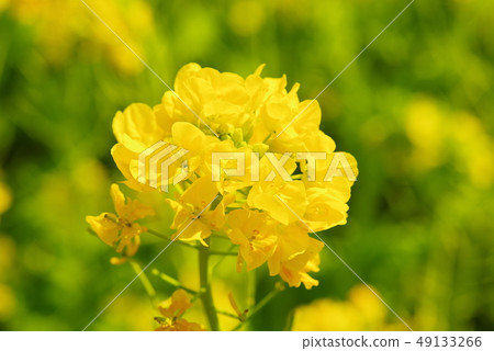 盛開的油菜花〉 49133266
