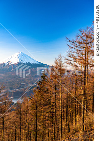 《山梨縣》富士山和烏鬆的早晨 《山梨縣》富士山和烏鬆的早晨 49133286