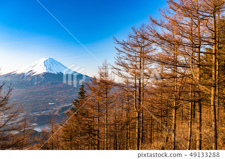 《Yamanashi Prefecture》 Morning view of Mt. Fuji and Karamatsu 49133288