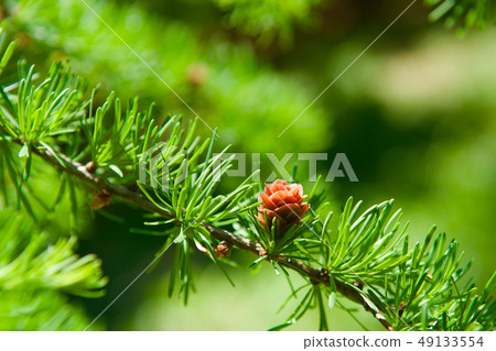 Female cone of Japanese larch (Larix kaempferi) Female cone of Japanese larch (Larix kaempferi) 49133554
