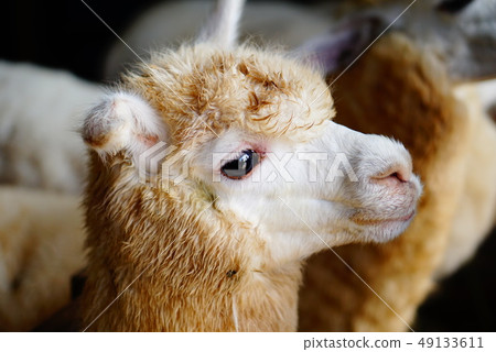 alpacas, animal, background 49133611