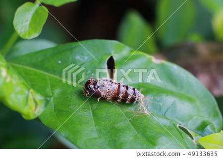 Nature chrysalis of bug on green leaf Nature chrysalis of bug on green leaf 49133635