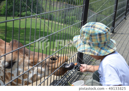餵養長頸鹿 49133825
