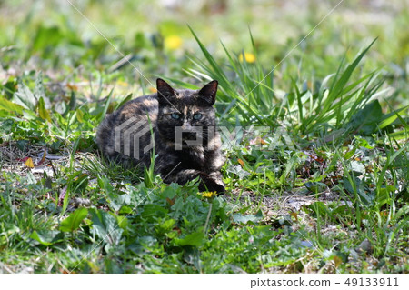 Cat · Stray Cat · Rust Pattern · Rusty · Female · Cute · Sunny · March · Relax 49133911