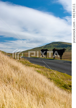 The typical landscape in Yorkshire Dales National 49134111